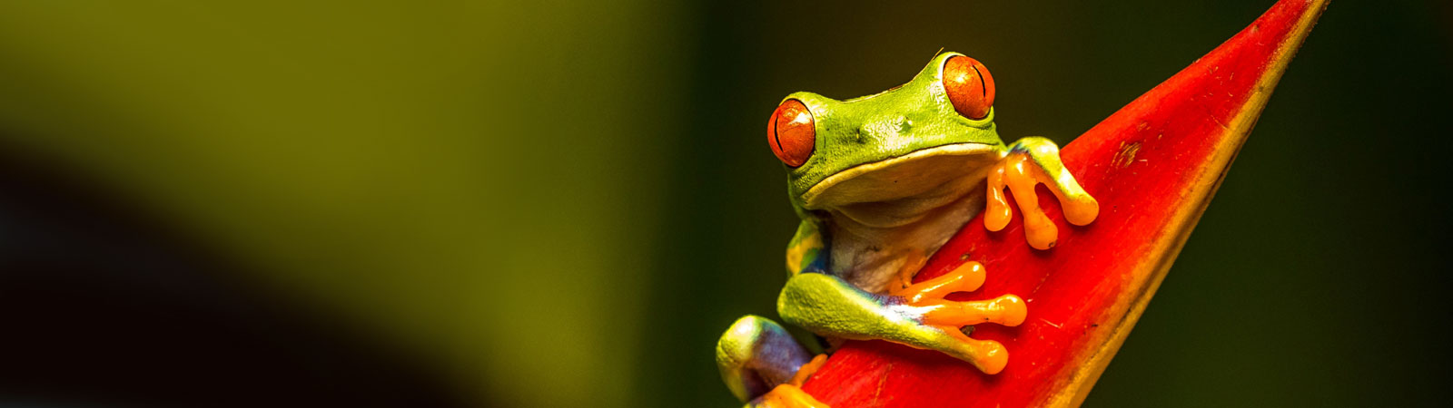 glassfrog header