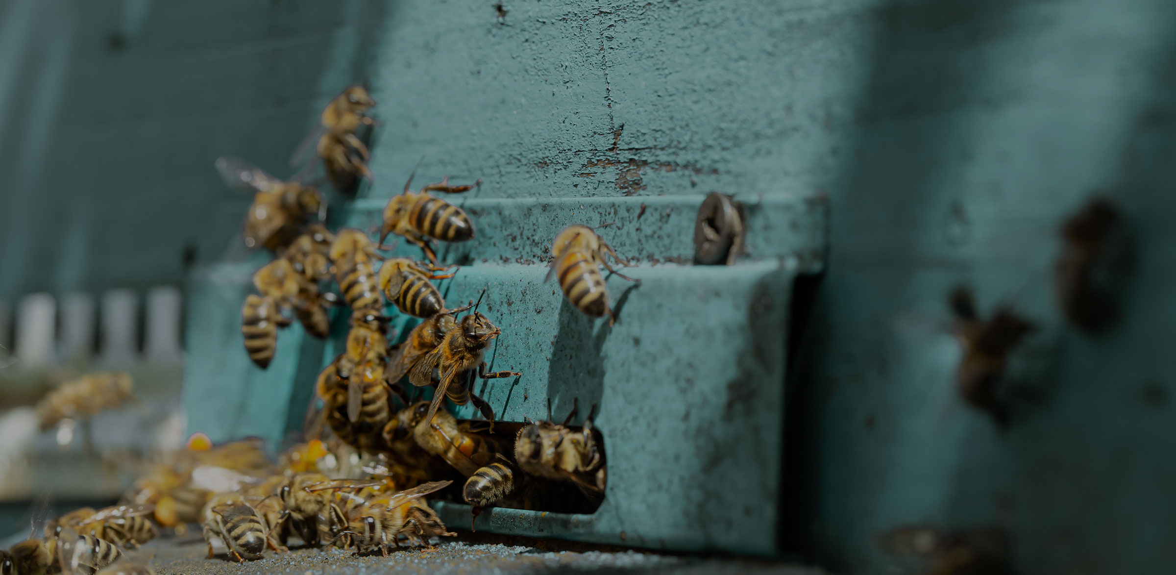 Daena Bees